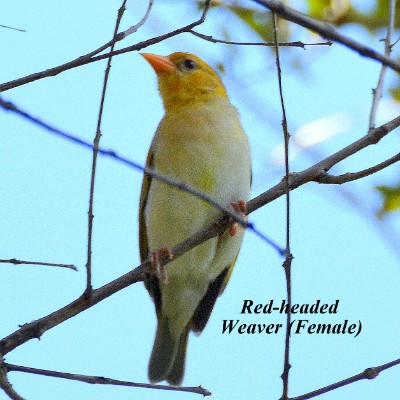 Red-headed Weaver
